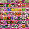 Mix Max 50 Types Of Combo Seeds Offer (Mix Seeds Of Flowers And Vegetable Seeds) - Best For Small Garden And Kausikheti मिक्स माक्स अफर  सस्तो मा कौसी खेतिलाई मात्र. 