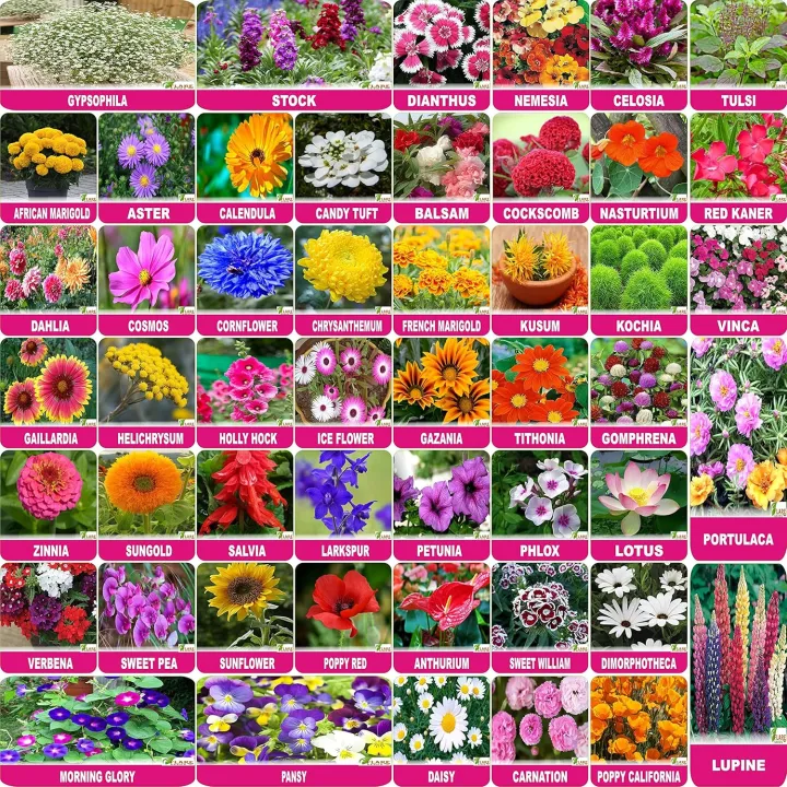 Mix%20Max%2050%20Types%20Of%20Combo%20Seeds%20Offer%20(Mix%20Seeds%20Of%20Flowers%20And%20Vegetable%20Seeds)%20-%20Best%20For%20Small%20Garden%20And%20Kausikheti%20%E0%A4%AE%E0%A4%BF%E0%A4%95%E0%A5%8D%E0%A4%B8%20%E0%A4%AE%E0%A4%BE%E0%A4%95%E0%A5%8D%E0%A4%B8%20%E0%A4%85%E0%A4%AB%E0%A4%B0%20%20%E0%A4%B8%E0%A4%B8%E0%A5%8D%E0%A4%A4%E0%A5%8B%20%E0%A4%AE%E0%A4%BE%20%E0%A4%95%E0%A5%8C%E0%A4%B8%E0%A5%80%20%E0%A4%96%E0%A5%87%E0%A4%A4%E0%A4%BF%E0%A4%B2%E0%A4%BE%E0%A4%88%20%E0%A4%AE%E0%A4%BE%E0%A4%A4%E0%A5%8D%E0%A4%B0%20-%20Image%203