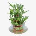 Lucky Bamboo Bunch – Original Plant for indoor – Imported plant. 
