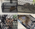 Reusable Traditional Metal Mouse Trap Cage – Humane Live Catch Rodent Control for Garden & Home | No-Kill Rat & Mice Trap Cage | Easy-to-Use Reusable Rodent Catcher. 