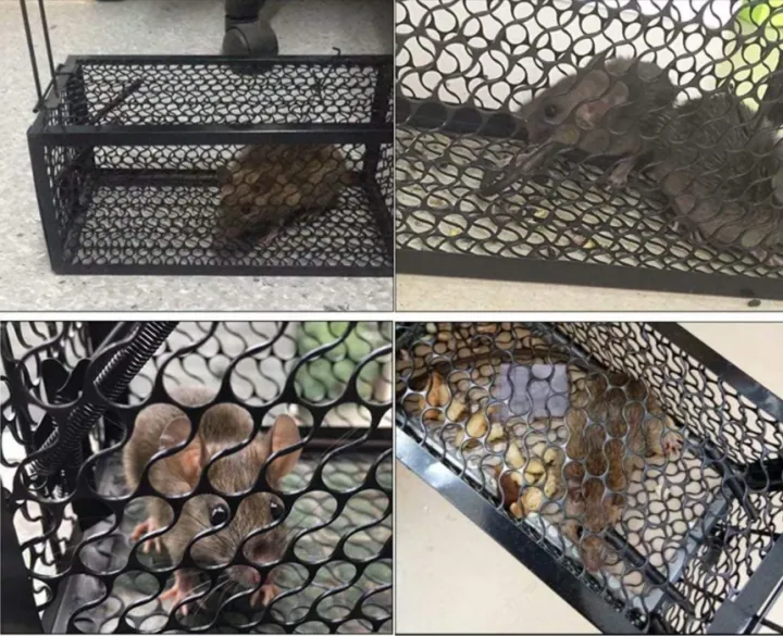 Reusable%20Traditional%20Metal%20Mouse%20Trap%20Cage%20%E2%80%93%20Humane%20Live%20Catch%20Rodent%20Control%20for%20Garden%20&%20Home%20%7C%20No-Kill%20Rat%20&%20Mice%20Trap%20Cage%20%7C%20Easy-to-Use%20Reusable%20Rodent%20Catcher%20-%20Image%207