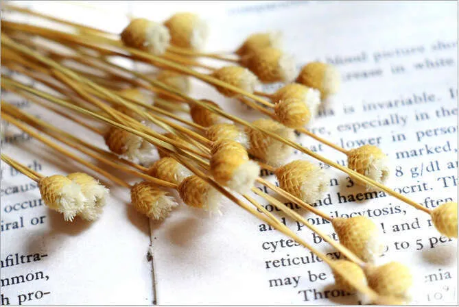 Dried%20Eternal%20Fresh%20Style%20Mori%20Girl%20with%20Glass%20Bottle%20Brazilian%20Happy%20Flowers%20Original%20Color%20White%20-%20Image%203