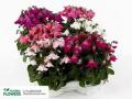 Cyclamen Flower Seeds 10 Plus Seeds. 