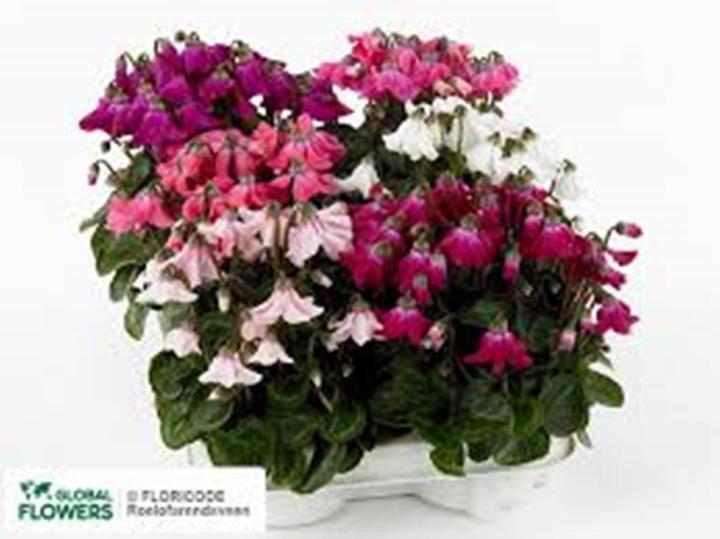Cyclamen Flower Seeds 10 Plus Seeds