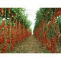 Sweet Cherry Tomato Seeds 20 Seeds. 