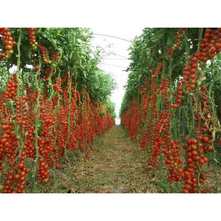 Sweet Cherry Tomato Seeds 20 Seeds