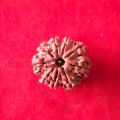 9 Mukhi Rudraksha Nepali Beads. 