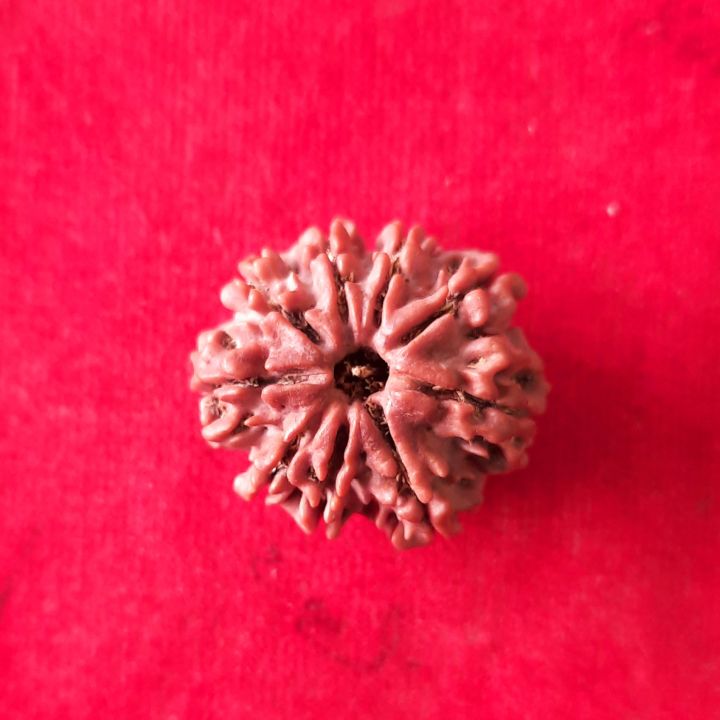 9%20Mukhi%20Rudraksha%20Nepali%20Beads%20-%20Image%203