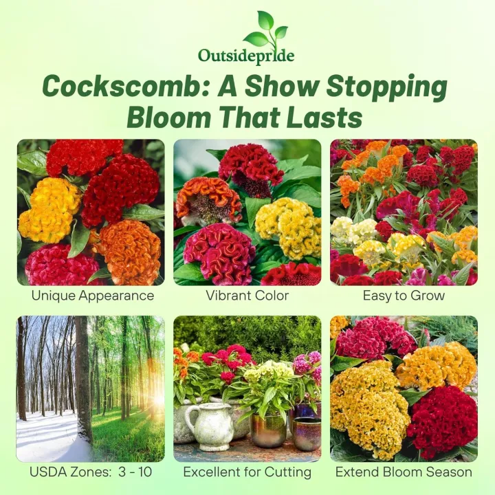20+ Cockscomb Flower Seeds – Vibrant Celosia Cristata Mix – Perfect for ...