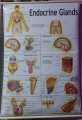 Human Endocrine System Chart Diagram For Educational Purposes - 1 piece. 
