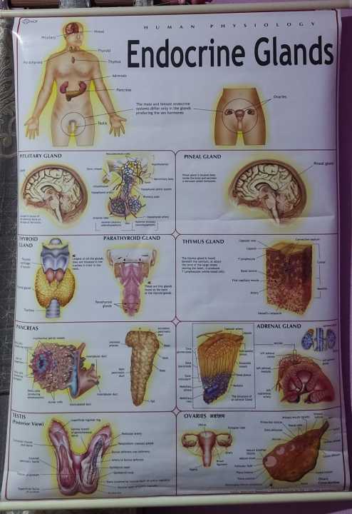 Human%20Endocrine%20System%20Chart%20Diagram%20For%20Educational%20Purposes%20-%201%20piece%20-%20Image%204