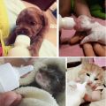 Pet Nursing Bottle Kits Replacement Nipple Cat Feeding Bottle for Newborn Kittens, Puppies, Rabbits, Small Animals. 