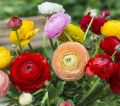 Garden Plant Seed Flower Seed 10+ Mixed Color Flowers Ranunculus Seeds Asiaticus Persian Buttercup Ranunculus Flowers Seeds Light Fragrant. 
