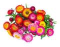 Helichrysum Flower Seeds Mixed 40 Plus Seeds. 