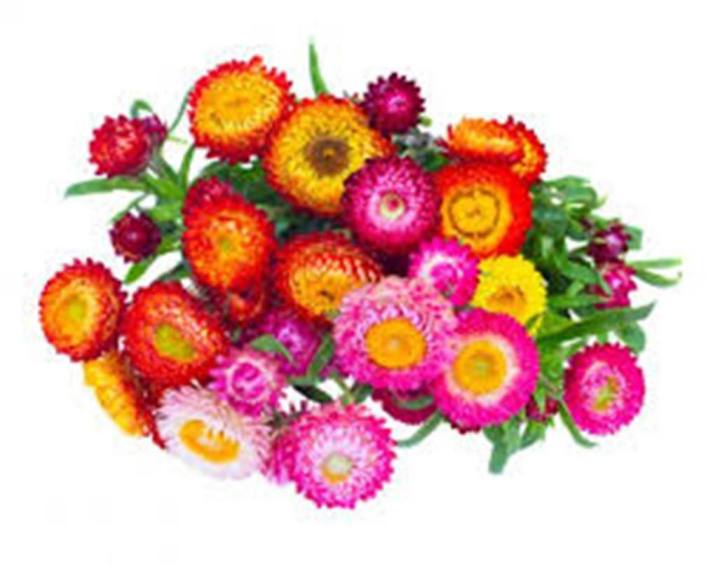 Helichrysum Flower Seeds Mixed 40 Plus Seeds