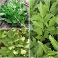 20+ Loose Packed Seed Of Lovage Medicinal Herb Plant, Excellent Quality Seed Can Grow All Over Nepal. 