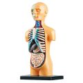 3D Removable Anatomical Human Torso Body Model for Education Toy Human Body Structure Teaching for Child Kid Student. 