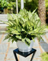 Aglonima Snow white Indoor Plant | For Home Décor | Decorative Plant. 