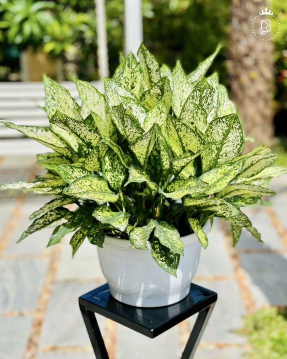 Aglonima%20Snow%20white%20Indoor%20Plant%20%7C%20For%20Home%20D%C3%A9cor%20%7C%20Decorative%20Plant%20-%20Image%206