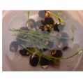 Bonsai Mini Indore Lotus Flower Seeds for Planting - 10+ Mixed Color Varieties. 