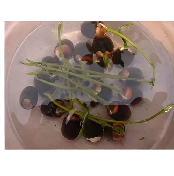 Bonsai%20Mini%20Indore%20Lotus%20Flower%20Seeds%20for%20Planting%20-%2010+%20Mixed%20Color%20Varieties%20-%20Image%205