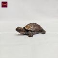 Copper Small Sized Tortoise. 