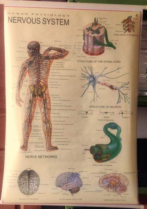 Decorative and Study material of Nervous System Chart - Human physiology in nervous system - 1 Chart