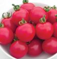 Pink Charmer Cherry Tomato Seeds 5 Plus (Loose Pack). 