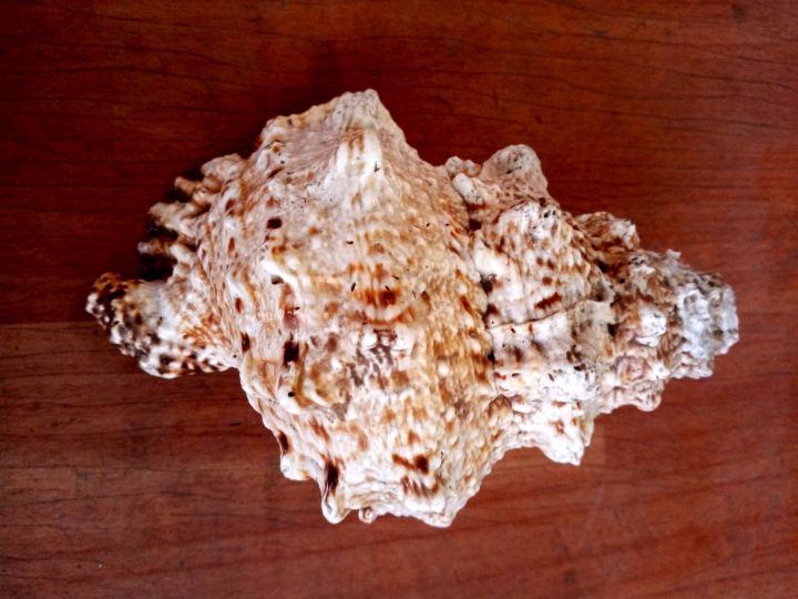Conch%20Shells%20(Sankha)%20-%20Attractive%20%E0%A4%B6%E0%A4%82%E0%A4%96;%20Original%20Shankh%20For%20Laxmi%20Danvarsha%20&%20Holy%20Purpose;%20Laxmi%20-%20Image%205