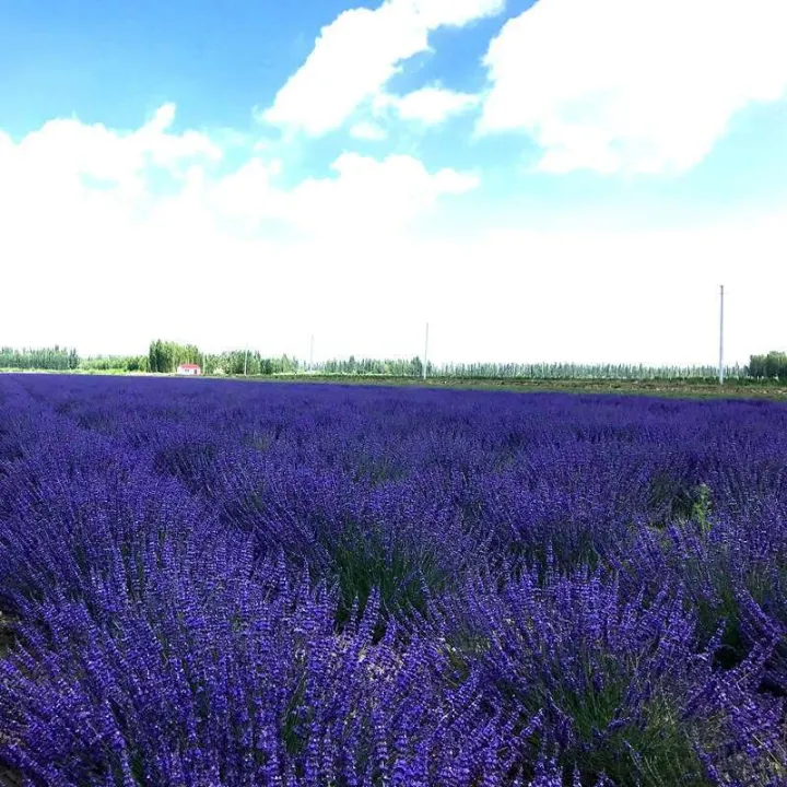 Wanhua%20Gift%20Xinjiang%20Ili%20Lavender%20British%20Orchid%20Bouquet%20Living%20Room%20Decoration%20Dried%20Flowers%20-%20Image%205