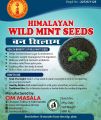 Ban Silam Seeds | Himalayan Wild Mint l Ban Tulsla | Om Masala. 