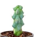 Rare Boobie Cactus - Myrtillocactus Geometrizans Fukurokuryuzinboku, Hardy Drought Tolerant. Easy to Grow Indoor/Outdoor, Live Plant, Gift. 