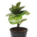 Fiddle Leaf Fig Indoor Plant | For Home Décor | Decorative Plant. 