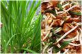 20+ Garlic Chives Seeds for Planting –  Non GMO Heirloom Garlic Chives Seeds – Great Gardening Gift -  (Loose Pack). 