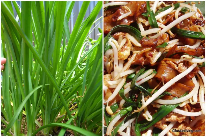 20+%20Garlic%20Chives%20Seeds%20for%20Planting%20%E2%80%93%20%20Non%20GMO%20Heirloom%20Garlic%20Chives%20Seeds%20%E2%80%93%20Great%C2%A0Gardening%C2%A0Gift%20-%20%20(Loose%20Pack)%20-%20Image%206