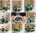 Bonsai Lotus Flower Seeds for Planting 10 Plant Seeds. 