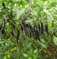 Chilli Hybrid DeepKali - Jire Khursani Seeds 20+ loose Packed Seed In Count. 