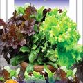6 Types Of Lettuce Seeds Mixed 120 Plus Seeds (Lettuce Imported Mix (Misticanza) Exotic Seeds). 