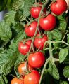 Pink Charmer Cherry Tomato Seeds 5 Plus (Loose Pack). 