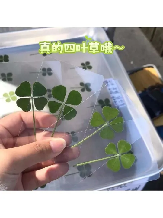 Same%20Style%20Real%20Dried%20Leaves%20Four-Leaf%20Clover%20Bookmark%20Specimen%20College%20Entrance%20Exam%20Gift%20for%20Classmates%20Lucky%20-%20Image%203