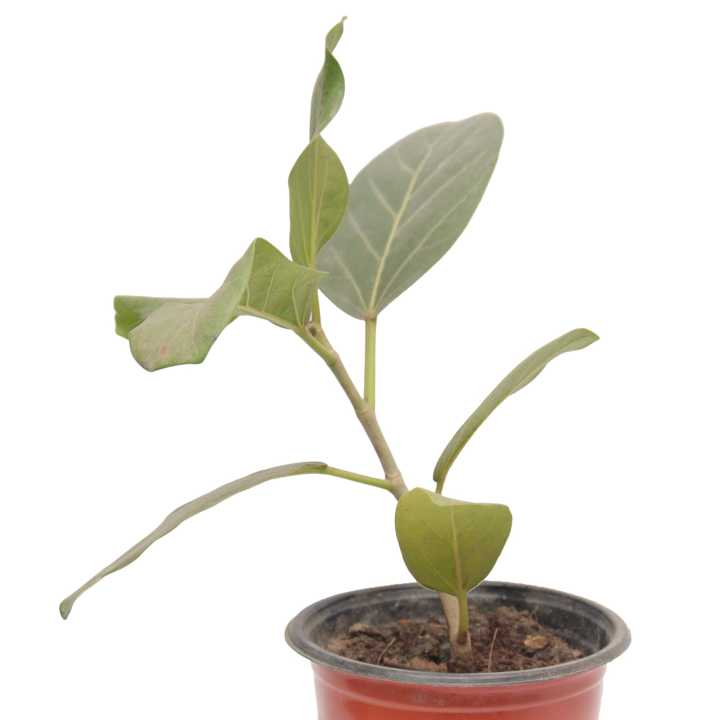 Ficus%20Elastica%20Indoor%20Plant%20%7C%20For%20Home%20D%C3%A9cor%20%7C%20Decorative%20Plant%20-%20Image%203