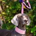 Dog Collar Adjustable Nylon Necklace Accessories Personalized Small Medium Large High Quality Padded Dogs Leads Pet Products. 