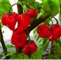 20 x Habanero Caribbean Red Chilli Pepper - Vegetable / Fruit Seeds Loose Pack. 