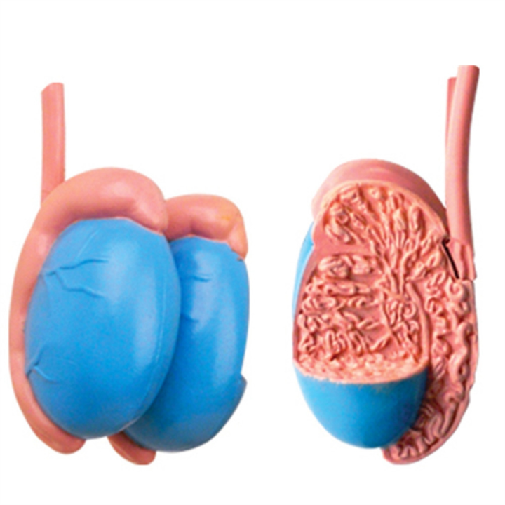 NCANRUI Medical Torso Human Body Model Education Male Reproductive ...