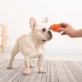 Squeaky Interactive Chihuahua Retriever Pet Ball Outdoor Play Dog Throw Dog Supplies Dog Chew Pet Training Pet Accessories. 