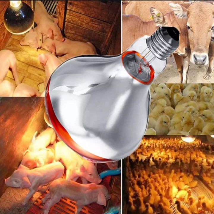Infrared%20Red/Warm%20Color%20Infrared%20Bulb%20200%20Watts%20For%20Brooding%20And%20Therapy%20-%20Image%203