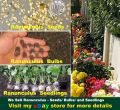 20+ Loose Packed Ranunculus Seed - Persian Buttercup Mix Flower Seeds. 