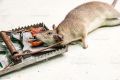 Rat Trap Catching Heavy Duty Snap Mouse E Trap-Easy Set/Bait/Pest Catcher. 