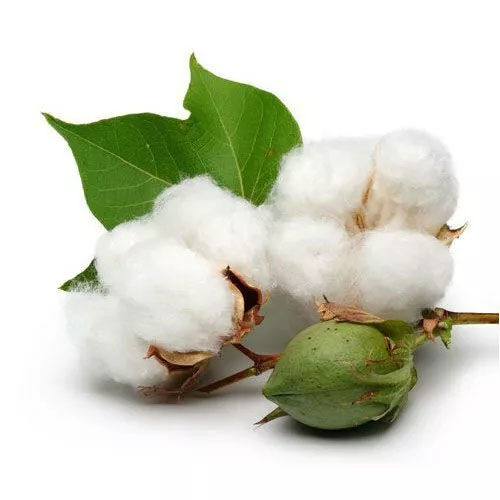 Cotton%20Seeds%20/%20Paruthi%20Seeds%2030%20Pcs%20For%20Home%20Garden,%20Rooftop%20-%20Image%202