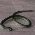 Fashion Simulation Snake Snake Prank Large Realistic Fake Snake Model Funny Gift Practical Joke Rubber Snake Toy Kids Toy. 